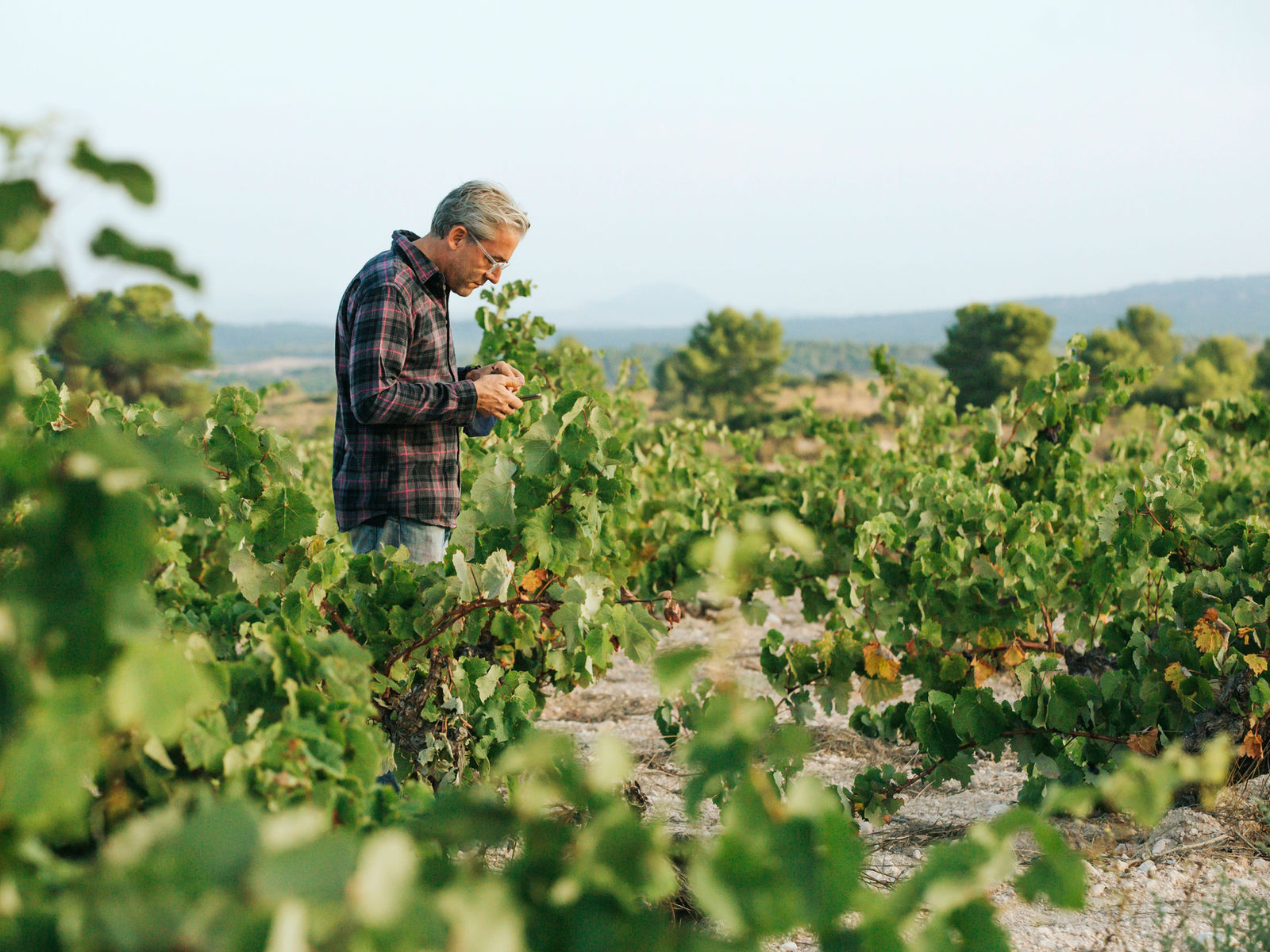 Atlan & Artisan cellar