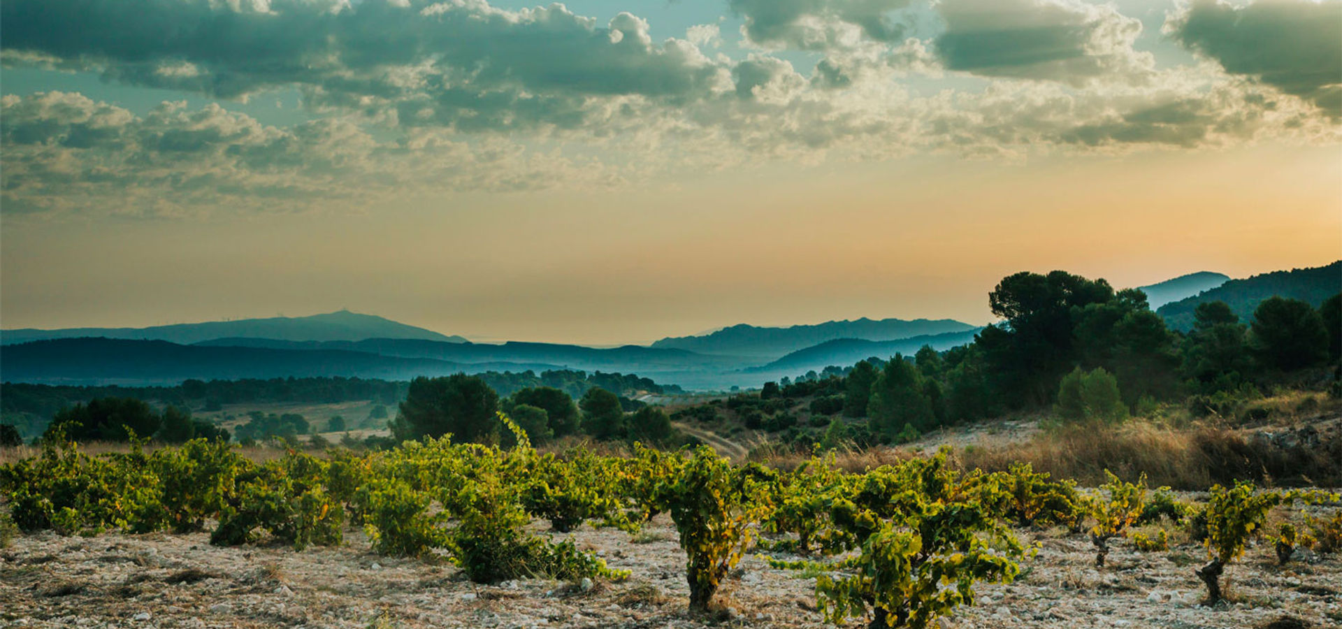 Jumilla vineyard, Spain